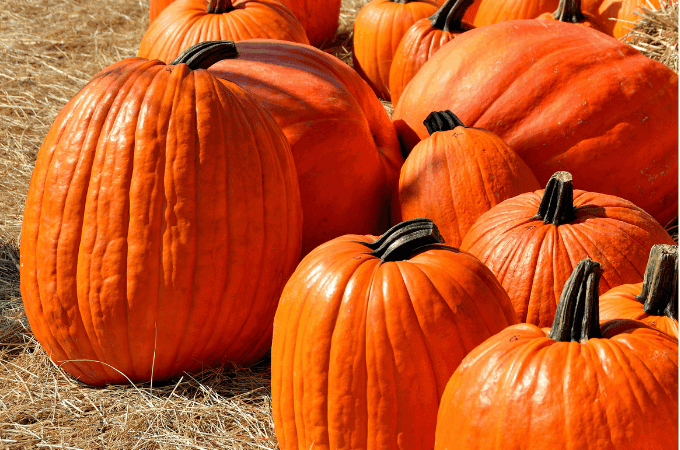 Are you a fan of all things pumpkin? Fall is here and I am excited to start baking pumpkin recipes. Today I am sharing some simple tips for Cooking With Pumpkin.