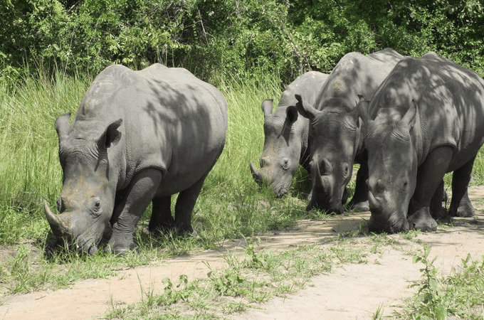 4 Days Murchison Falls Park Safari