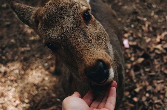 Nara Park Japan
