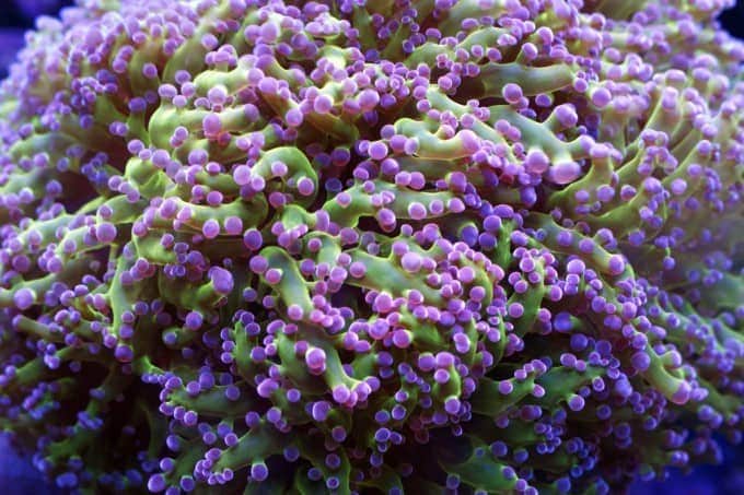 frogspawn coral
