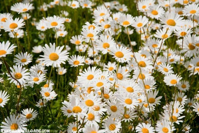 Shasta Daisy