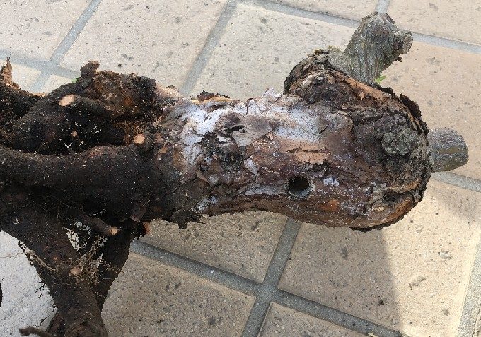 テッポウムシの食害のバラ