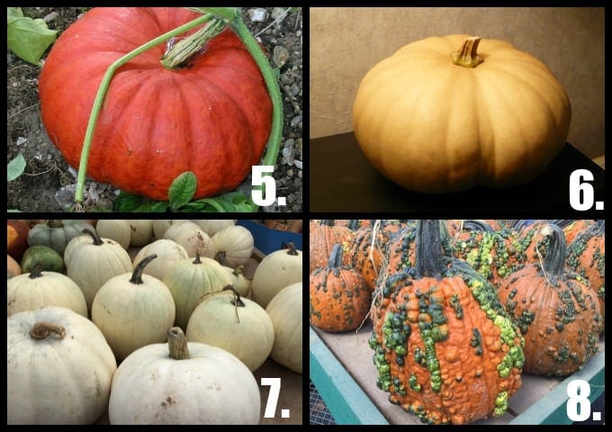 Pumpkin Collage 2