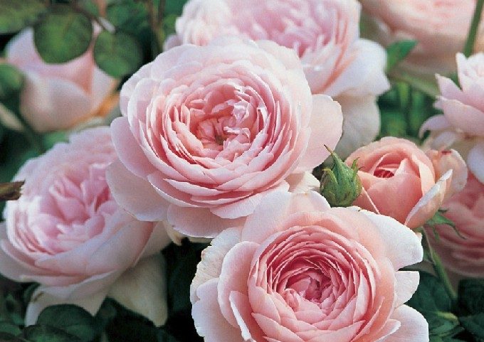 クイーンオブスウェーデンの花