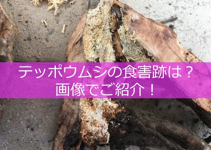 バラ！テッポウムシの食害の跡-01