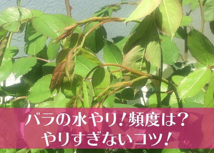 水やりタイトル