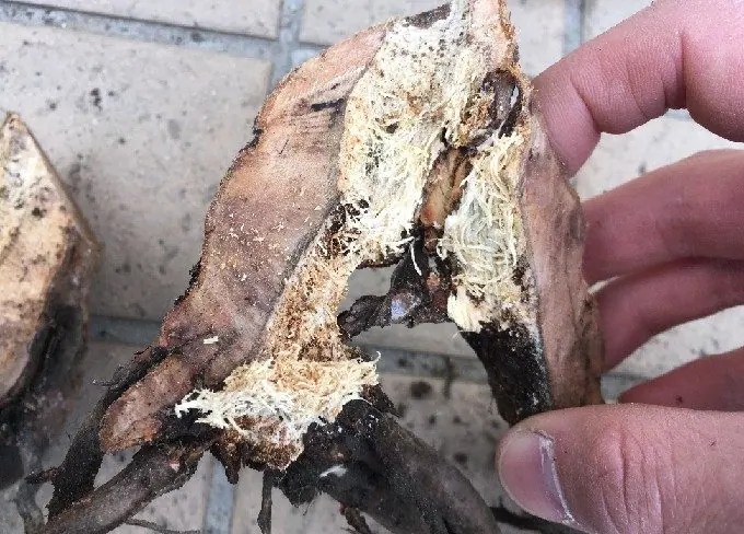 テッポウムシの被害の確認2