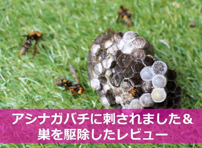 アシナガバチに刺された＆駆除の方法-01