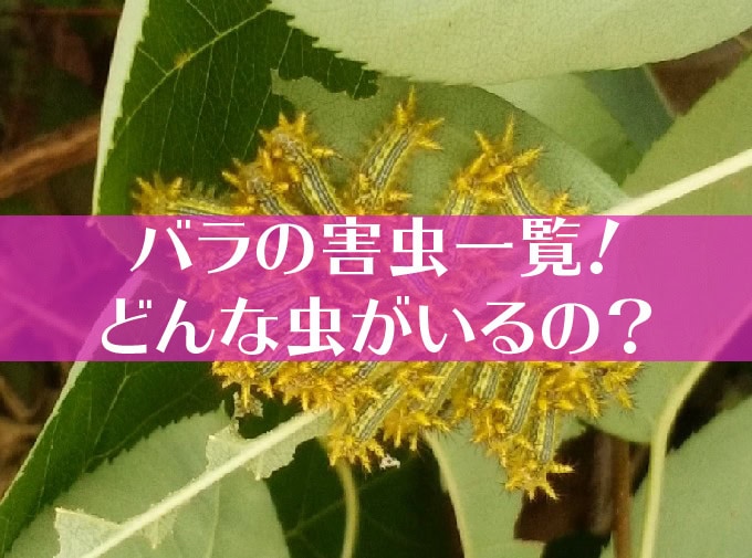 バラの害虫一覧