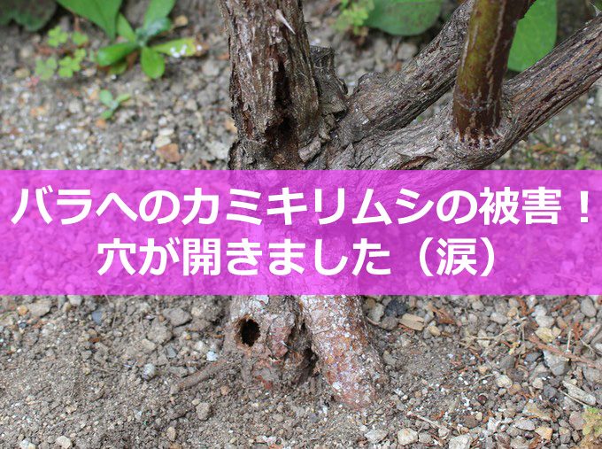 バラへのカミキリムシの被害-01