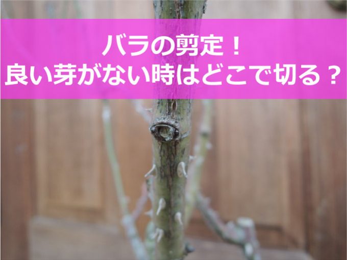 バラの剪定で芽がない時は？