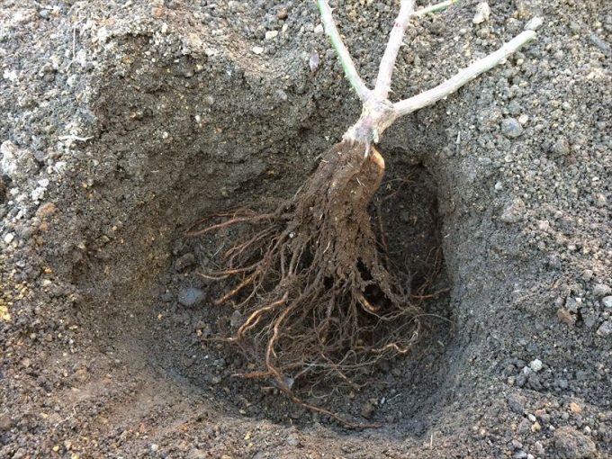 バラの植付け（地植え）023