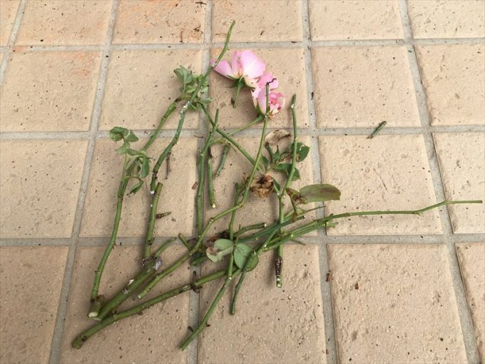弱ったバラの剪定枝