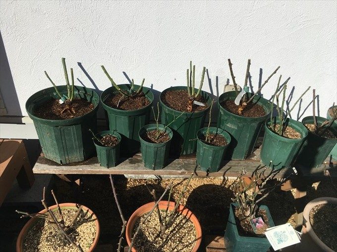 裸苗を蜂に植えて並べている