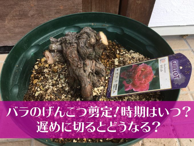 バラのげんこつ剪定