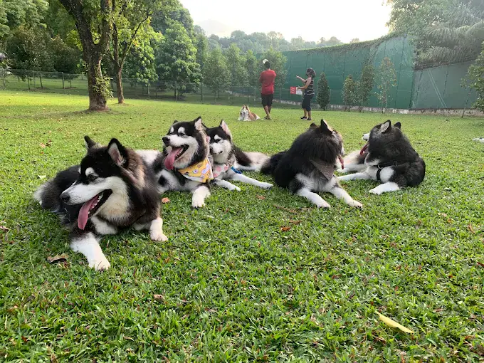 SembawangParkDogRun(Google)Jane Peh 2022