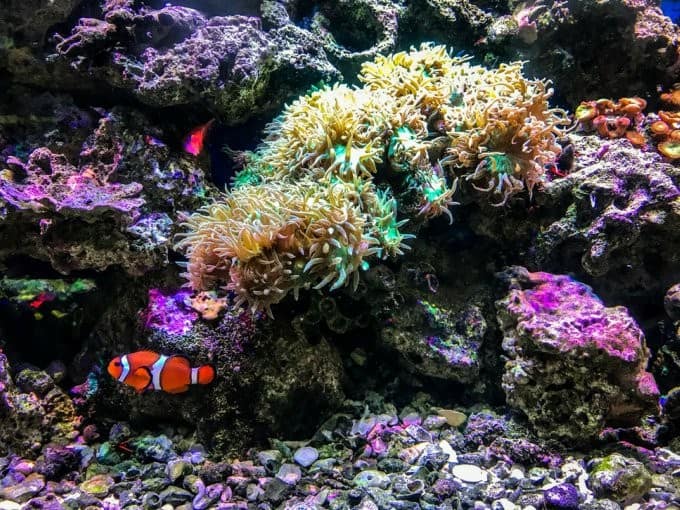 how do you know when your saltwater tank is cycled?