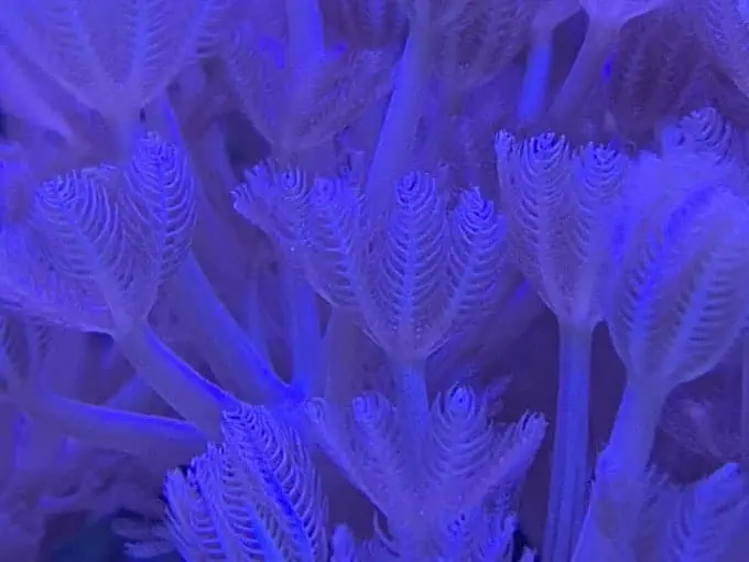 pulsing xenia care guide