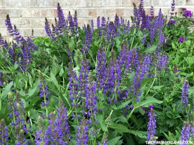 Perennials are the perfect option for those who like plants that provide year to year color. Got sun? Check out these 10 Hardy Perennials for Sunny Gardens.