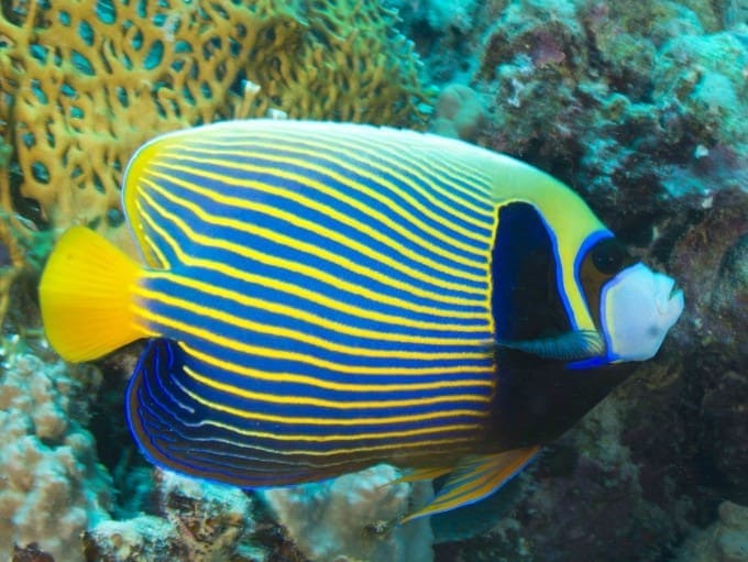 Emperor Angelfish Care