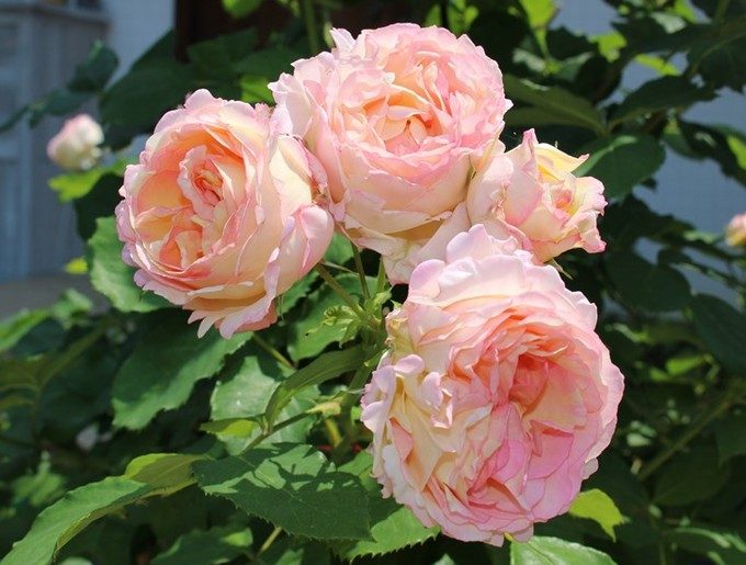 ペッシュ・ボンボンの複数開花2