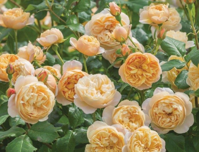 ロアルド・ダール花