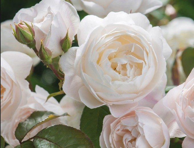 デスデモーナの花