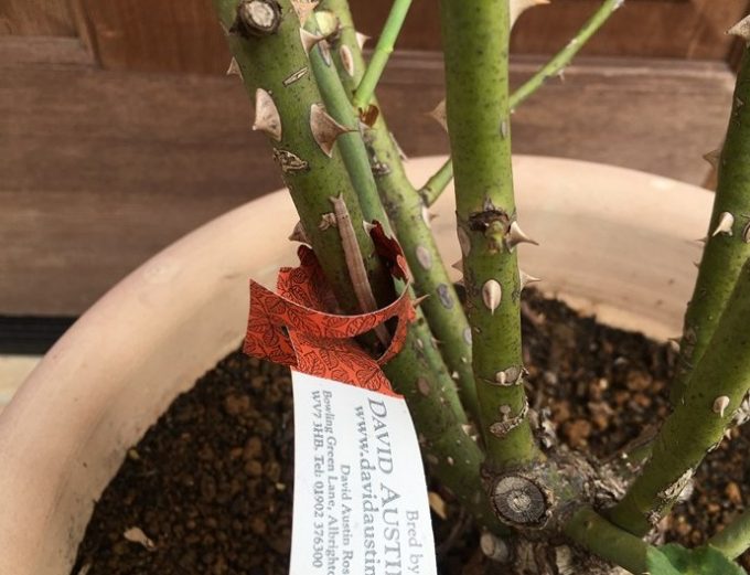 バラに害虫発見