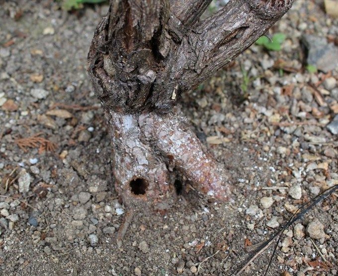 カミキリムシのバラへの被害の穴