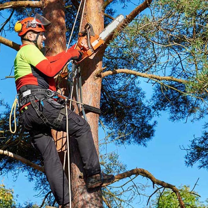 Tree Removal Services