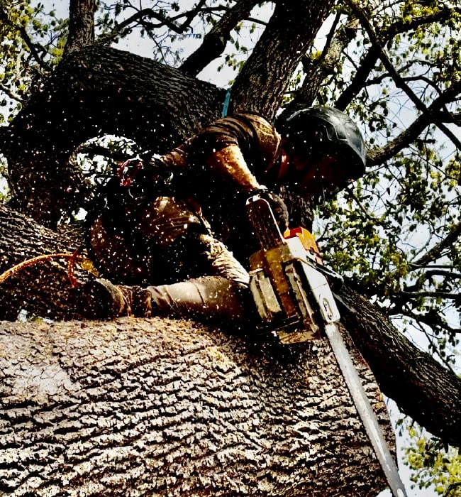 Tree Trimming Services Sarasota