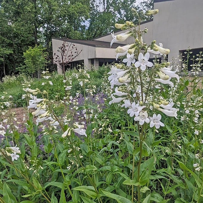 Read more about the article Dialing Back the Garden A Year