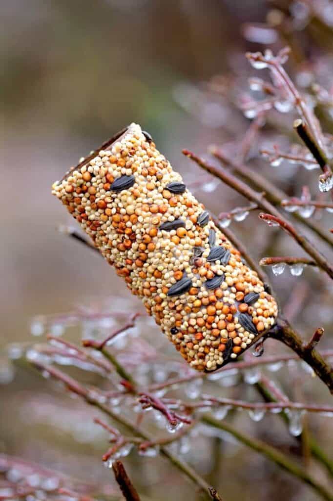 toilet paper bird feeder