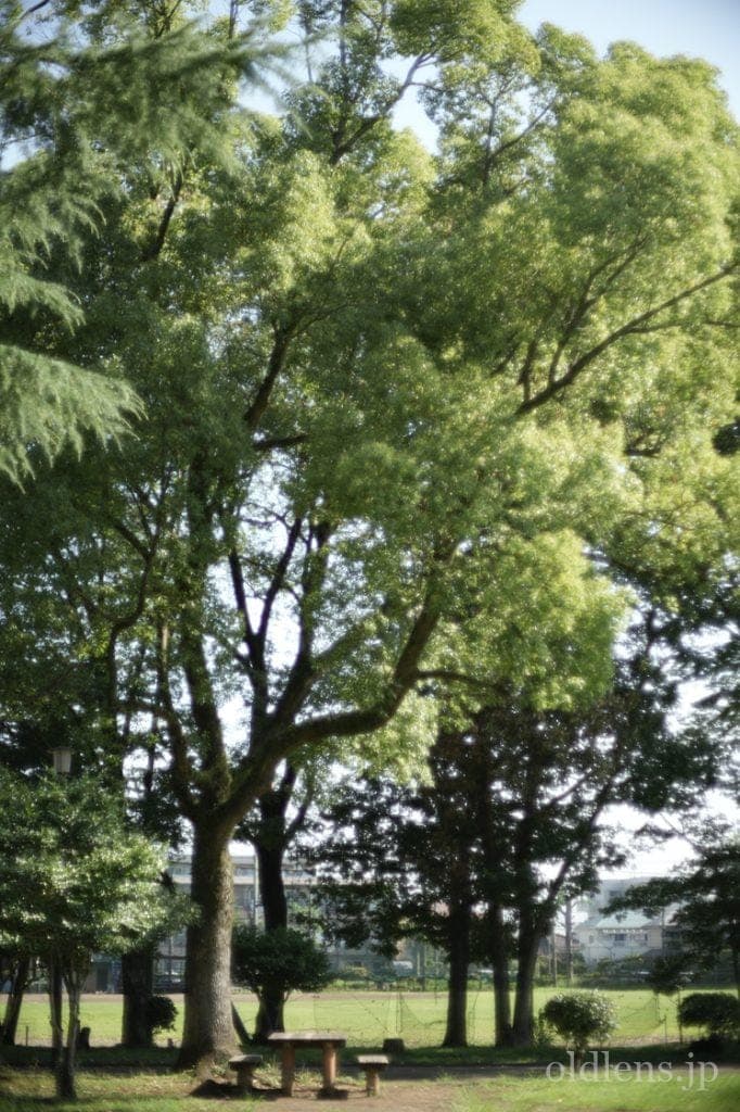 konica hexanon ar 57mm f1.2 revew 作例 公園 草花 木々 自然 エモい写真画像 レトロ おすすめオールドレンズ 滲み