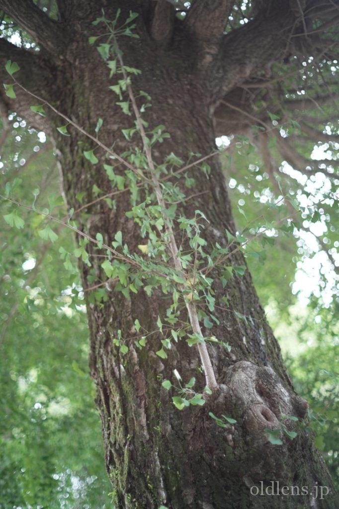 銘玉 konica hexanon ar 57mm f1.4 revew 作例 エモい画像写真 木 森林 自然 山 日本