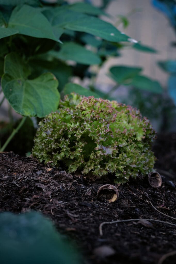 How to Grow Lettuce in South Africa