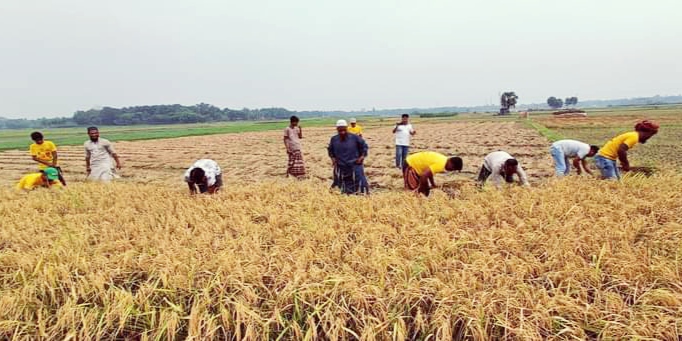 মাগুরায় কৃষকের ধান কেটে বাড়ি পৌঁছে দিল যুবলীগ
