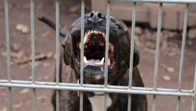 En este momento estás viendo Moreno: un pitbull mató a un nene de 4 años y detuvieron a su madrina