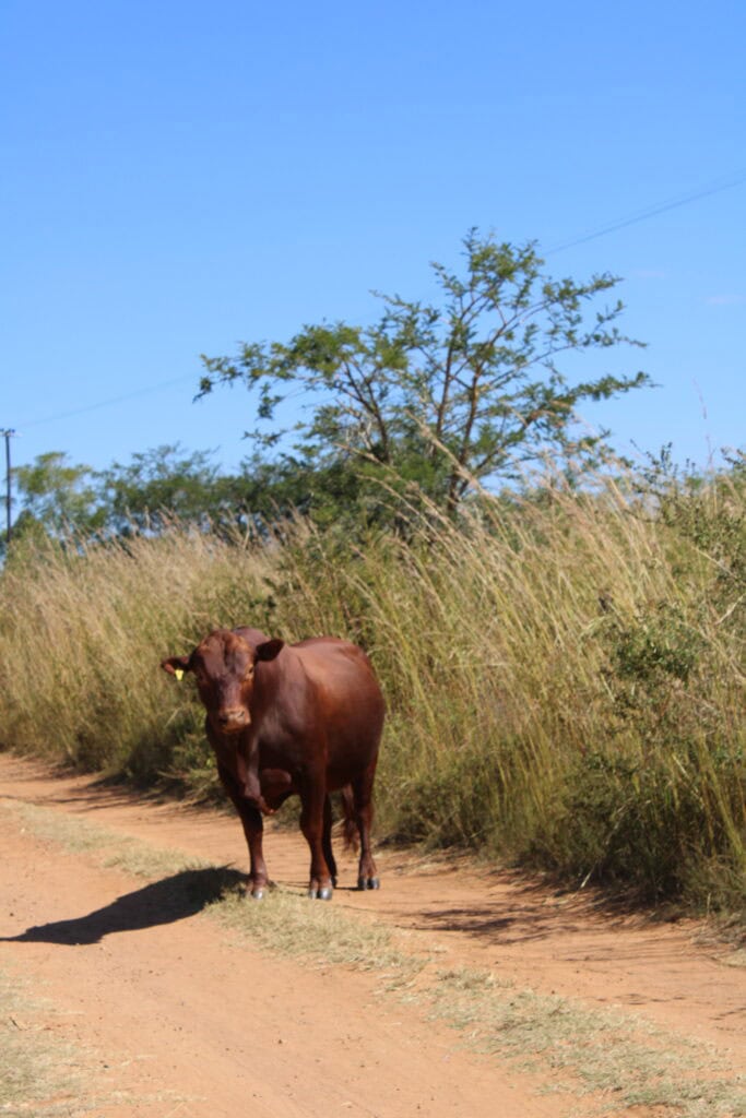 Mashona bull (1)
