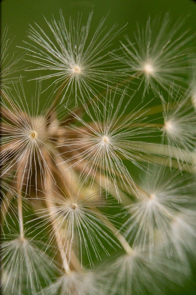 Macro photograph of a dandelion seedhead showcasing delicate white seeds against a green background.