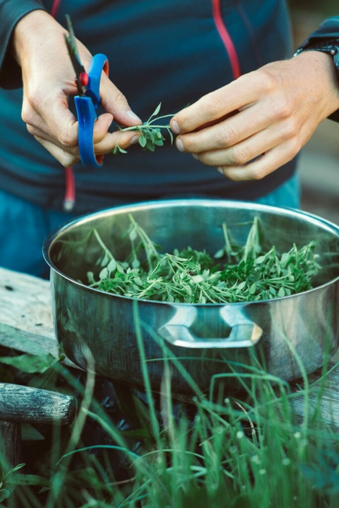 Herbs for summer solstice ritual