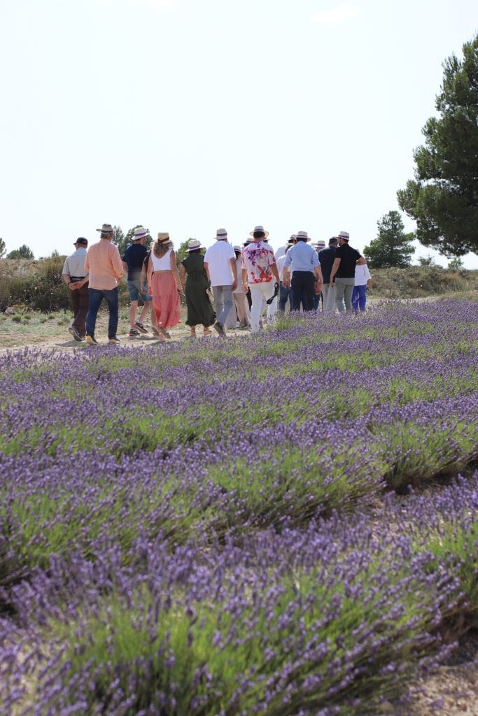visita guiada campos lavandas