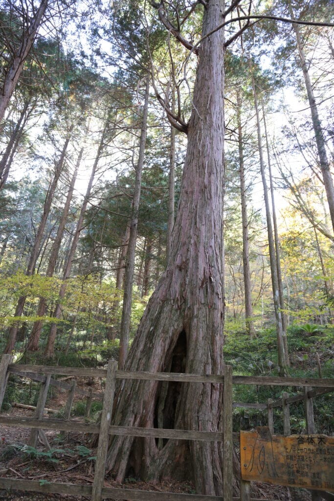 GETALS uses the finest cypress from the Tono region of Gifu Prefecture.