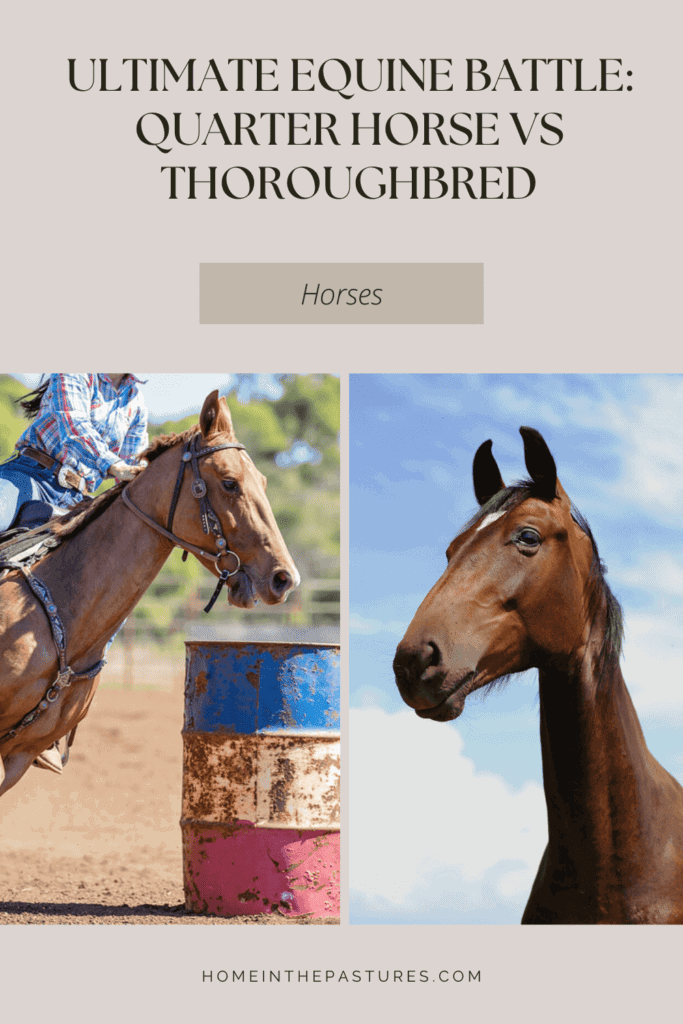 The Ultimate Equine Battle Quarter Horse vs Thoroughbred Home In The