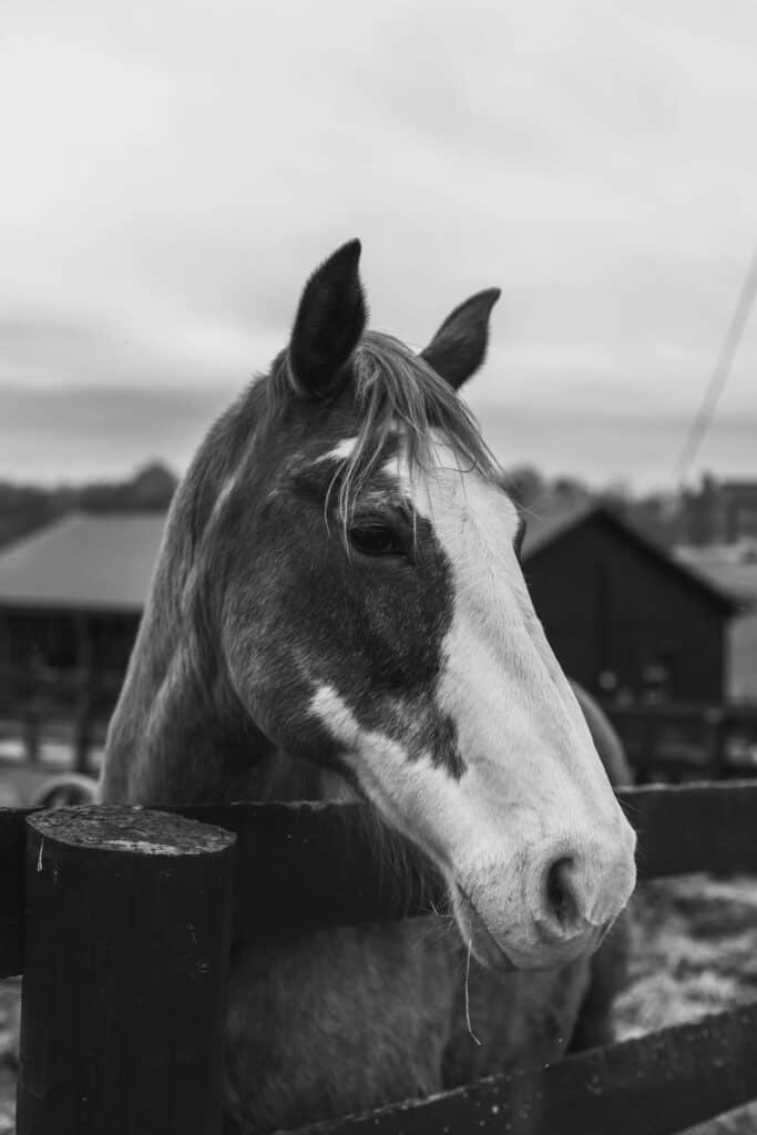 The Ultimate Guide to Kentucky Derby Horse Names: Discover the Most Memorable and Powerful Names in Racing History