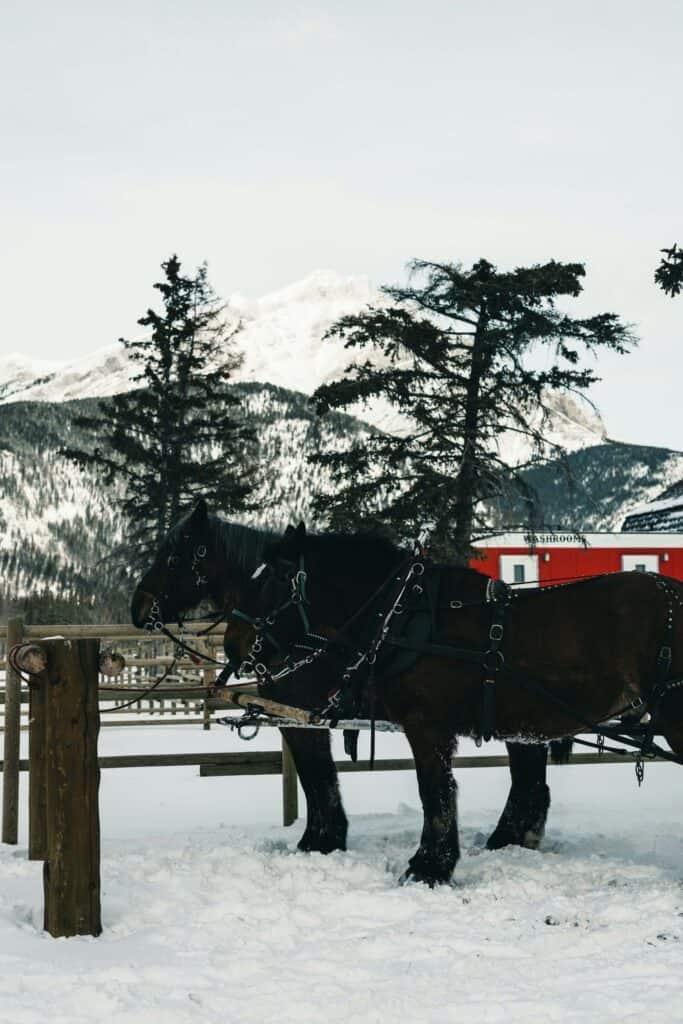 The Rich History of Canadian Horse Names