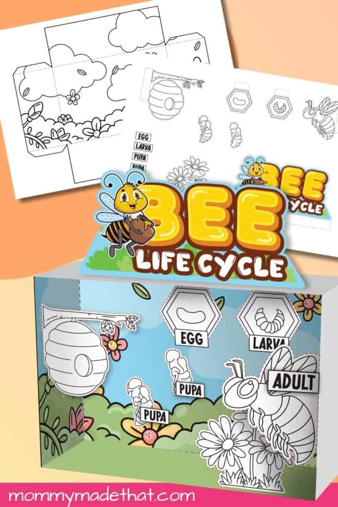bee life cycle