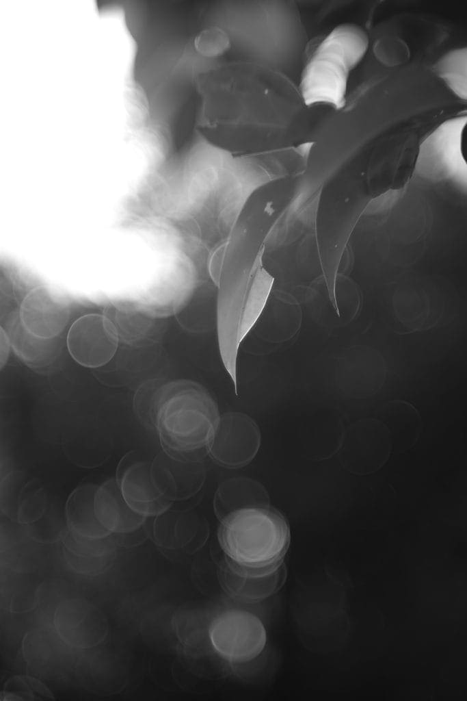 NOCTO TAMA PRICO 75mm F2.5 M42 レビュー作例 シャボン玉バブルボケ