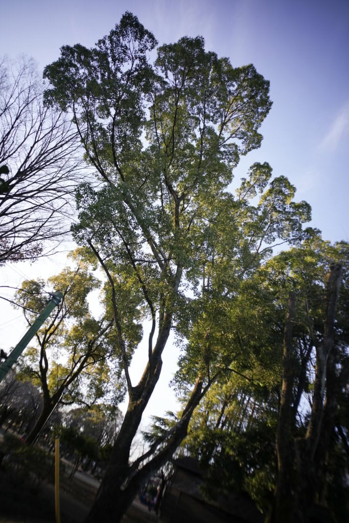 RICOH (リコー) GR21mm F3.5 Silver(新品同様) Ricoh GR Lens 21mm f3.5 Review作例 ライカL39マウント リコー