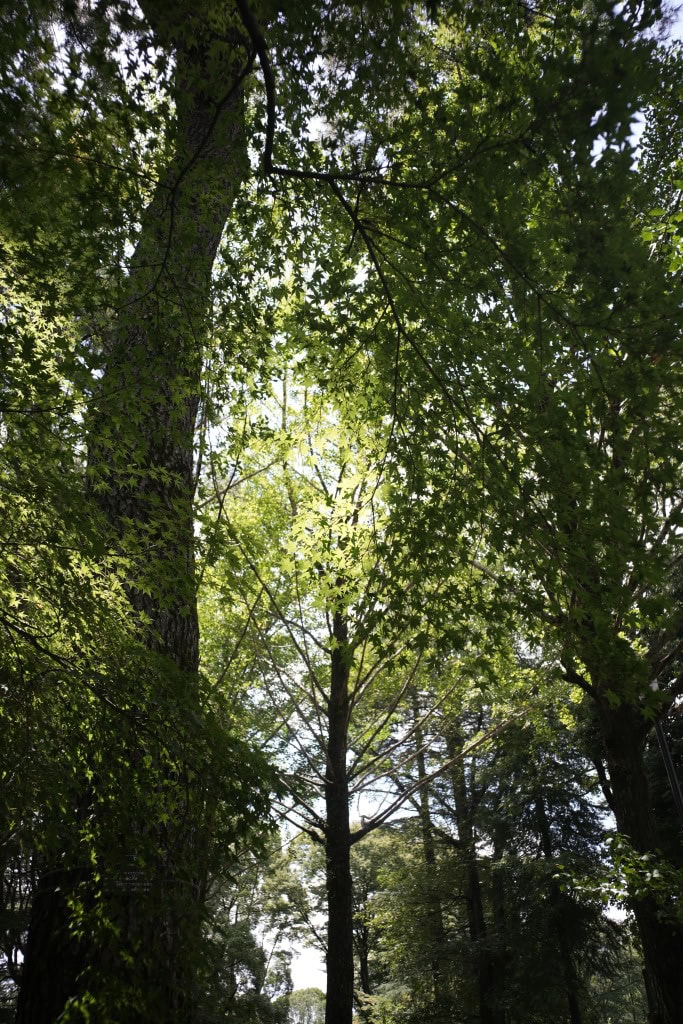 Carl Zeiss G Biogon 28mm f2.8 作例 木々の緑と太陽逆光ハイライト